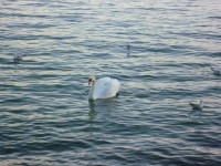 /album/hannah-dalilah-klee-qualabear/p1000783-jpg/